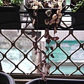 廚房窗台垂吊多肉區→愛之蔓錦 Ceropegia woodii f. variegata