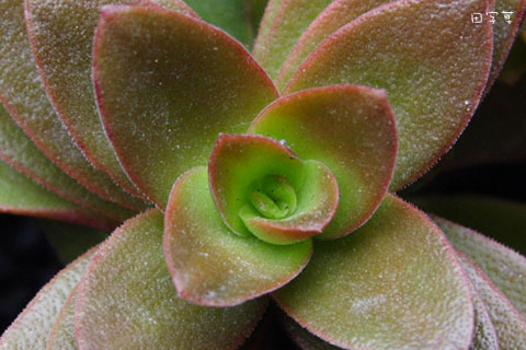 猜猜誰"花心"→火祭 Crassula americana 'Flame'