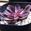 紅司 Echeveria nodulosa 100.12.20