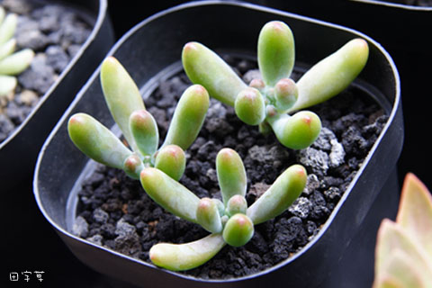 乙女心 Sedum pachyphyllum Rose