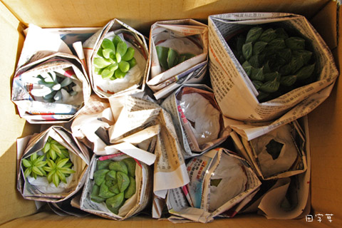 「蘭花草」多肉開箱 「蘭花草」多肉開箱