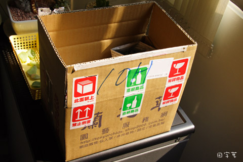 「蘭花草」多肉開箱 「蘭花草」多肉開箱