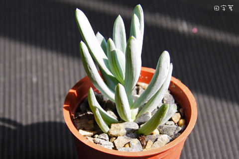 「蘭花草」多肉開箱→藍粉筆