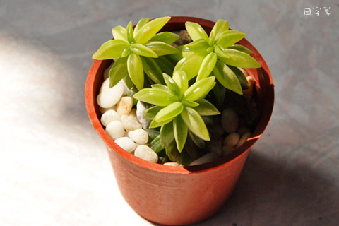 「蘭花草」多肉開箱春→Peperomia naviclaefolia椒草 「蘭花草」多肉開箱春→Peperomia naviclaefolia椒草