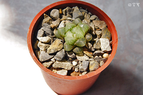 「蘭花草」多肉開箱→姬玉露 「蘭花草」多肉開箱→姬玉露