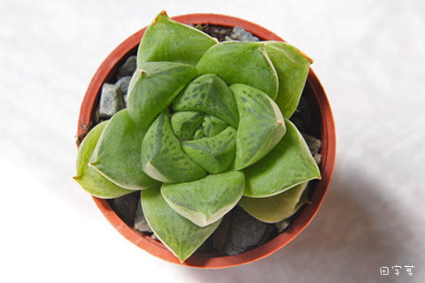 「蘭花草」多肉開箱→達摩寶草 「蘭花草」多肉開箱→達摩寶草