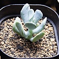 快樂的母親節→Sedum allantoides var. goldii