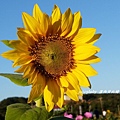 2014蘆竹花彩節