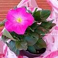 2014蘆竹花彩節