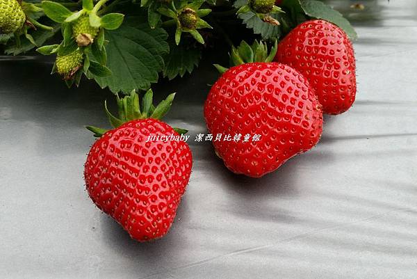 ﹝關西﹞金勇DIY番茄農場