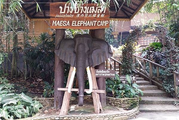 清邁/Maesa Elephant Camp