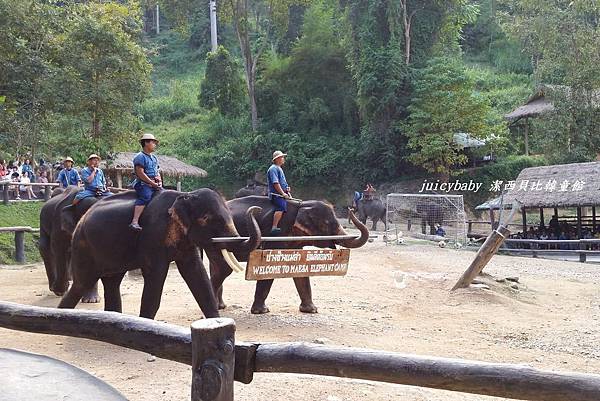 清邁/Maesa Elephant Camp