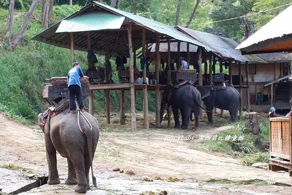 清邁/Maesa Elephant Camp