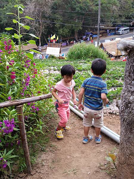 清邁/草莓園