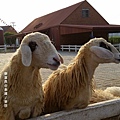 華欣/Swiss Sheep Farm Cha-am 