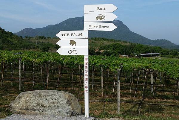 華欣/Hua Hin Hills Vineyard