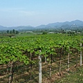 華欣/Hua Hin Hills Vineyard