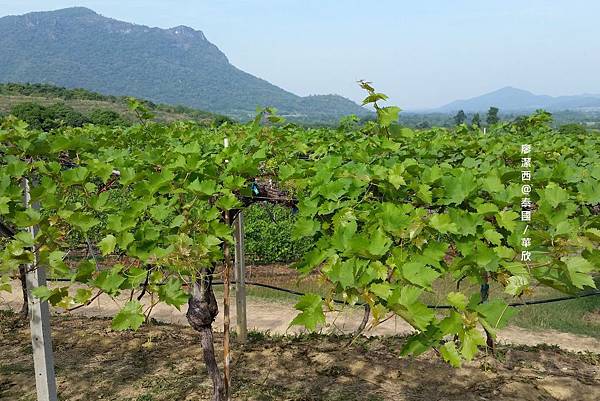 華欣/Hua Hin Hills Vineyard