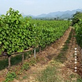 華欣/Hua Hin Hills Vineyard