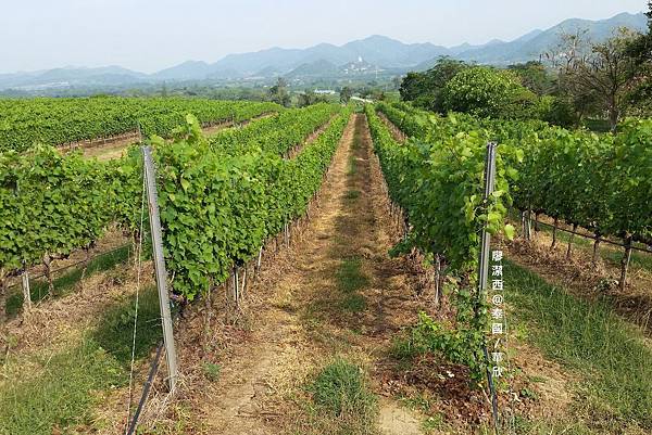 華欣/Hua Hin Hills Vineyard