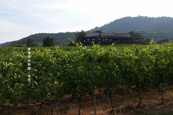 華欣/Hua Hin Hills Vineyard