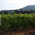 華欣/Hua Hin Hills Vineyard