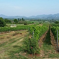 華欣/Hua Hin Hills Vineyard