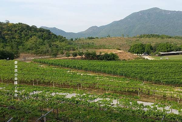 華欣/Hua Hin Hills Vineyard