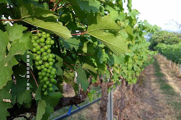 華欣/Hua Hin Hills Vineyard