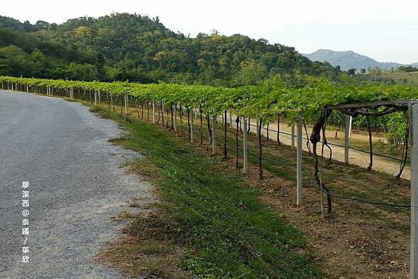 華欣/Hua Hin Hills Vineyard