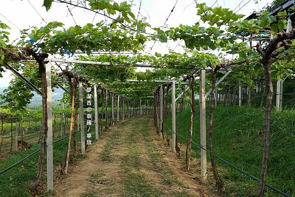 華欣/Hua Hin Hills Vineyard