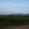 華欣/Hua Hin Hills Vineyard