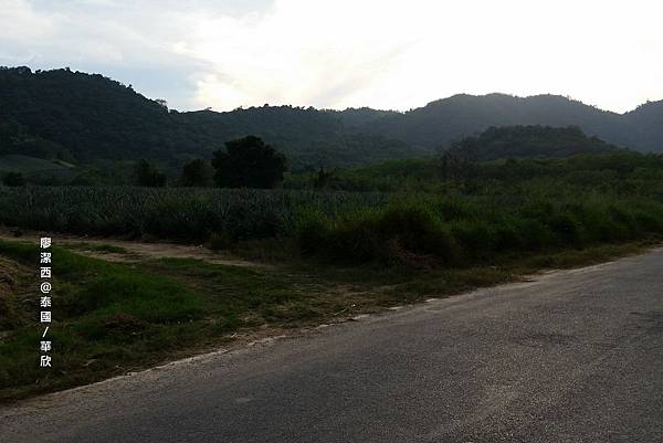 華欣/Hua Hin Hills Vineyard