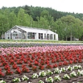 北海道/富田農場