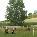 北海道/士別羊之丘