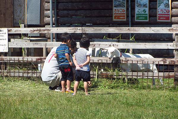 北海道/留萌禮受牧場