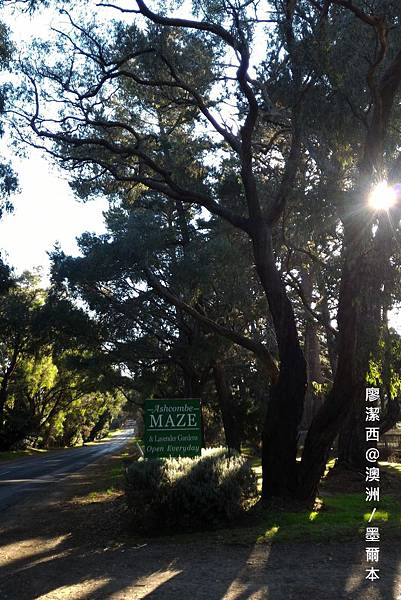 澳洲/VIC摩寧頓半島