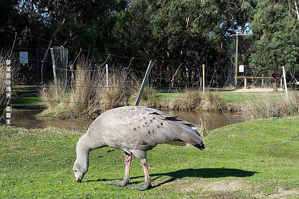 墨爾本/Moonlit Sanctuary Wildlife Conservation Park