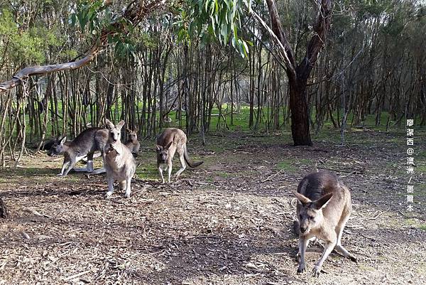 墨爾本/Moonlit Sanctuary Wildlife Conservation Park