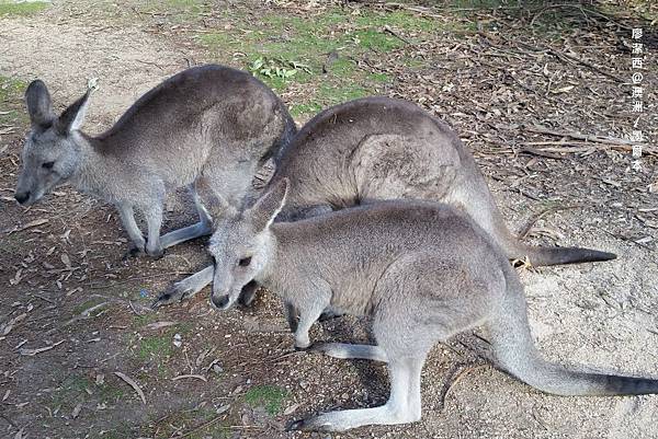 墨爾本/Moonlit Sanctuary Wildlife Conservation Park