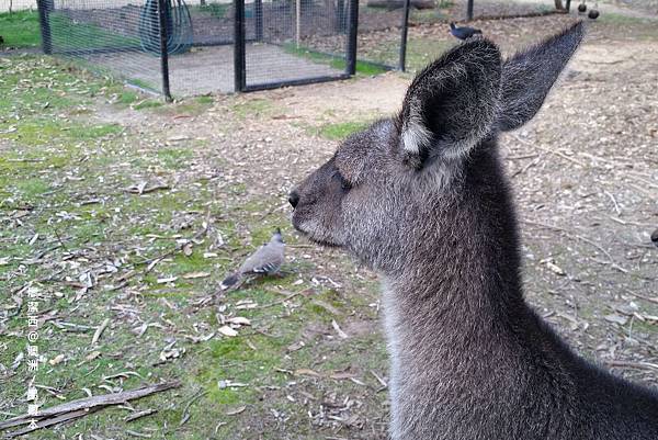 墨爾本/Moonlit Sanctuary Wildlife Conservation Park