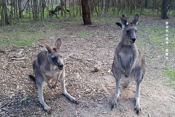 墨爾本/Moonlit Sanctuary Wildlife Conservation Park