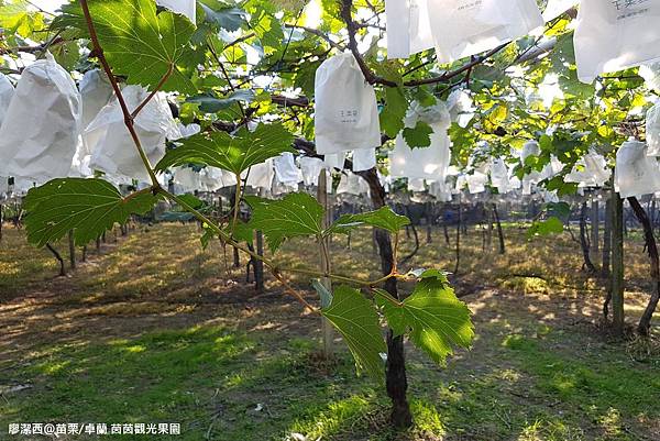 【苗栗/卓蘭】茵茵觀光果園