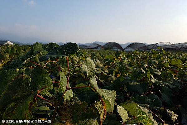 【苗栗/卓蘭】茵茵觀光果園