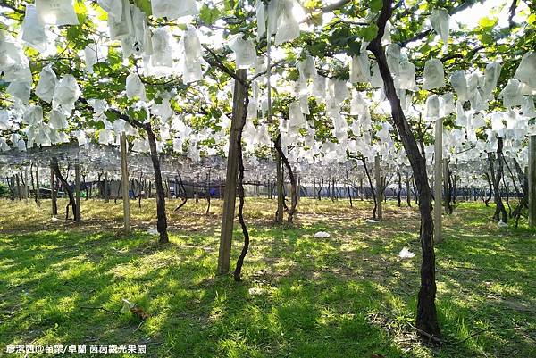 【苗栗/卓蘭】茵茵觀光果園