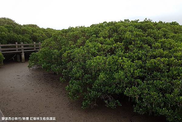 【新竹/新豐】紅毛港生態休憩區