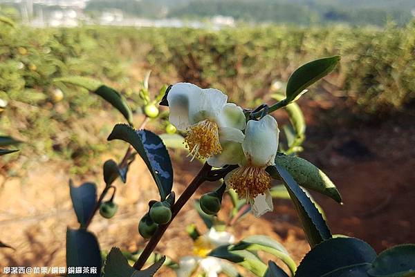 【苗栗/銅鑼】銅鑼茶廠