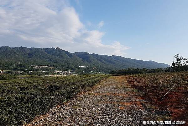 【苗栗/銅鑼】銅鑼茶廠