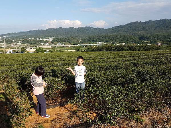 【苗栗/銅鑼】銅鑼茶廠
