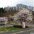 2016/04 日本/福島 三春瀧櫻